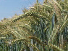 cultivation of winter rye wheat triticale barley oats peas field beans vetch alfalfa grasses